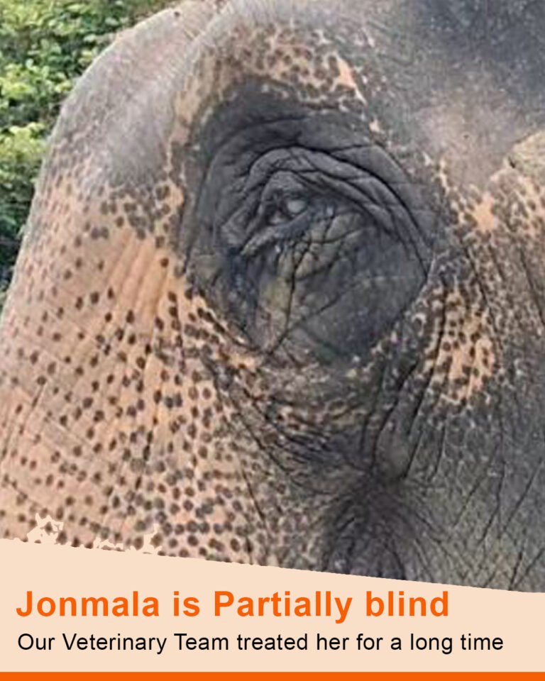 jonmala